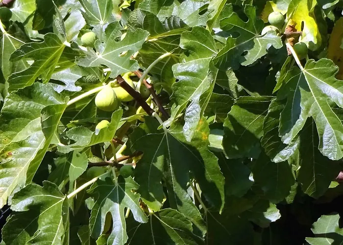 Lily דירה זאדאר